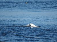 Walbeobachtung - Beluga