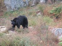 Parc Omega - die Bären