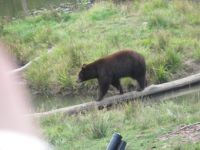Parc Omega - Bären Tanz auf  Stange