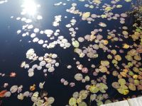 Algonquin - Spruce Bog Walk - am Teich