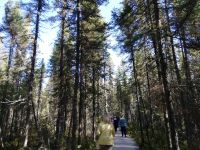 Spaziergang durch den Wald 