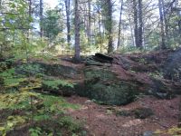 Spruce Bog Boardwalk - Natur pur