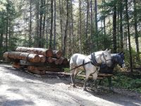 Algonquin Park - Auf Holzschlitten udn Pferdegespann wird das Holz befördert