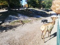 Parc Omega - er möchte nur eine Karotte - nicht küssen :-)
