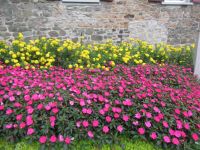 Blumen, Blumen, Blumen