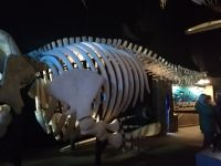 Museum und Forschungszentrum, Tadoussac