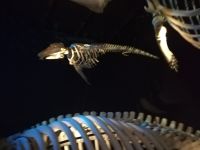 Museum und Forschungszentrum, Tadoussac