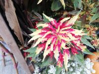 Blumen in den schönsten Farben