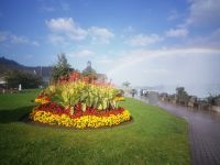 Und noch mal Blumen... 