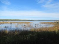 Wasserpflanzen im Lac Taureau