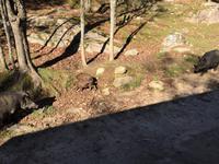 217 Omega Wildpark