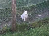 221 Omega Wildpark