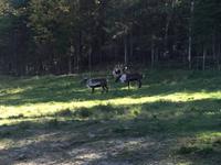 222 Omega Wildpark