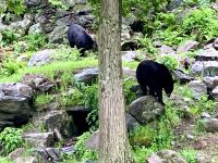 Noch ein Schwarzbaer