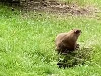 Das Murmeltier auf Isle Saint Helene