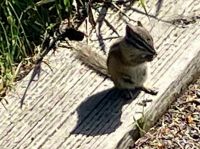 Das Streifenhoernchen