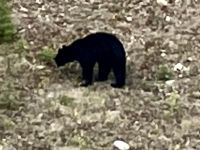 Der Schwarzbaer an der Strasse