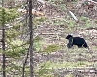 Noch ein Schwarzbaer
