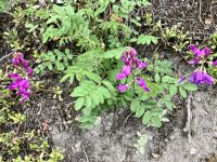 Die ersten Bluemchen in de Maligne Schlucht