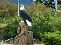 Der Weisskopfadler geschnitzt auf Vancouver Island