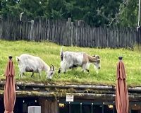 In Coombs grasen die Ziegen auf dem Dach der Markthalle