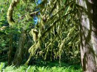 Erster Regenwald mit Urbaeumen
