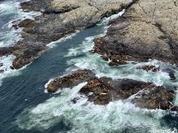 Seehunge und Seeloewen