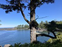 Der Baum und das Meer