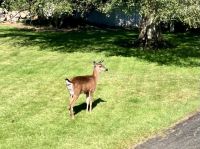 Ein Reh in den Uplands