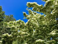 Dogwood in voller Bluete in Butchart Gardens