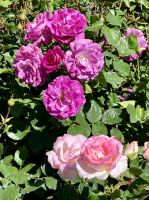 Die Rosa Canina mit ihrem herrlichen Duft