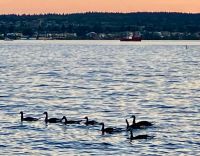 Canada Gaense zu Hause