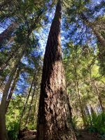 Die laaaang Douglasie