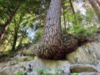 Diese Hemlock will hier wachsen