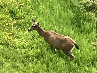 Das Reh scheut nicht