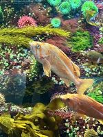 Aquarium im Flughafen