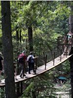 Noch ein Bild von dem Wipfel Pfad in Capilano Suspension Bridge