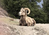 Das perfekte Krummhornschaf