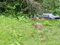 2. Tag – Stadtrundfahrt in Montréal – Murmeltier auf der Île Sainte-Hélène