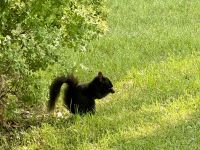 2. Tag – Von Montréal nach Québec – Eichhörnchen am Sanctuaire Notre-Dame du Cap