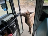 4. Tag – Fahrt durch den Omega-Wildpark – Fahrkartenkontrolle