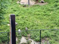 4. Tag – Fahrt durch den Omega-Wildpark – Wölfe