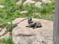 4. Tag – Fahrt durch den Omega-Wildpark – Wölfe