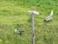 4. Tag – Fahrt durch den Omega-Wildpark – Polarfüchse