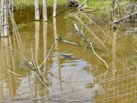 4. Tag – Fahrt durch den Omega-Wildpark – Biber