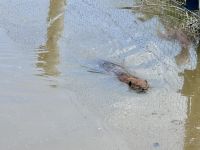 4. Tag – Fahrt durch den Omega-Wildpark – Biber