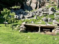 4. Tag – Fahrt durch den Omega-Wildpark – Schneeziegen