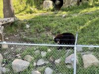4. Tag – Fahrt durch den Omega-Wildpark – Schwarzbären