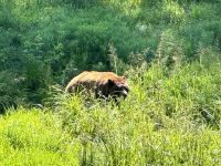 4. Tag – Fahrt durch den Omega-Wildpark – Zimtbären