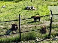 4. Tag – Fahrt durch den Omega-Wildpark – Zimtbären